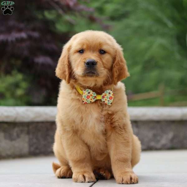 Lucas, Golden Retriever Puppy